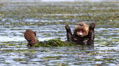 Nature, Funny, Sea Otter, Cub -- 'Reach for the Sky'  {Comedy Wildlife Photography Awards (2023)}