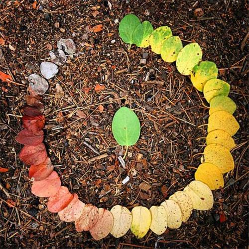 Tree, Bush, Plant -- Life Cycle of a Leaf