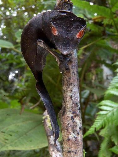 Gecko -- The Satanic Leaf-Tailed Gecko
