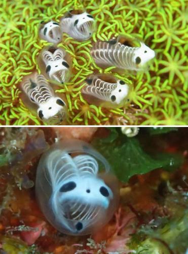 Skeleton Panda Sea Squirts, Ascidians -- Marine Invertebrate Filter Feeders and look like something in a Tim Burton Film