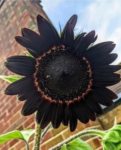 Flower -- Black Beauty Sunflower