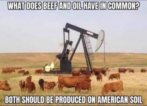 beef oil