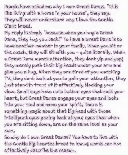 Great Dane - Why I love them...