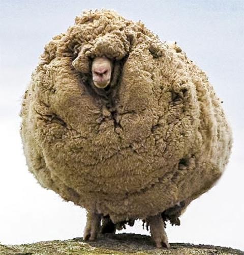 Interesting Photos, Animals -- Sheep Not Sheared in 6 years