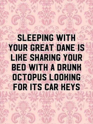 Great Dane - Sleeping with