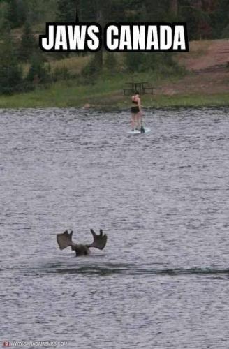 Jaws - Canada
