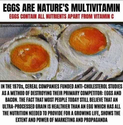 eggs