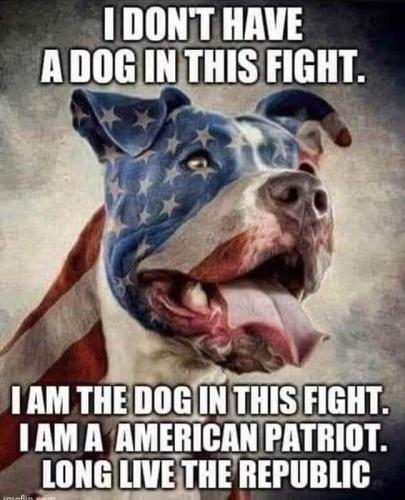 X dog in fight