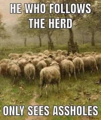 follow herd