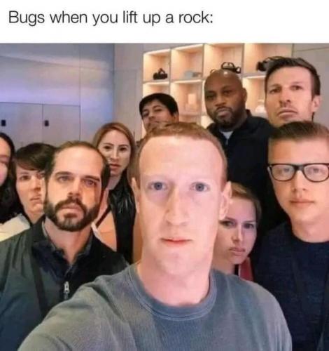 bugs