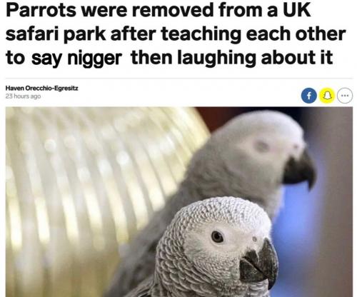 Parrots removed after teaching each other to say nigger.960px