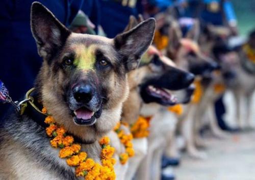 'Kukur Tihar' in Nepal -- Day Dedicated to Dogs for their Loyalty