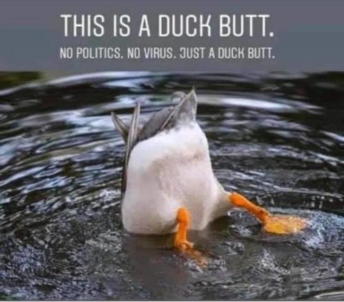 Duck butt - No politics, just a duck butt