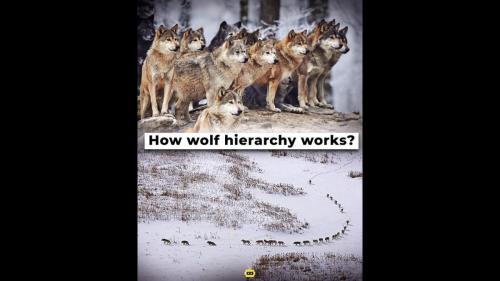 Real vs Urban Myth  How the Wolves Hierarchy REALLY works in Wildlife
