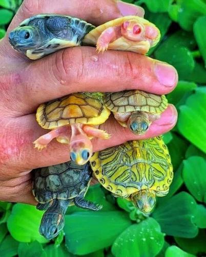 Turtles, Mighty Mutunt Ninja -- 6 Multicolored
