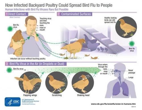 infected-backyard-poultry
