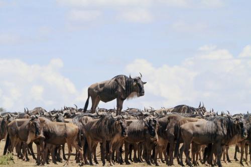 Jean-Jacques Alcalay wildebeest riding