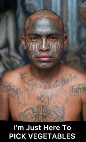 6d8dab7f3537315762a06658e6f4aeea