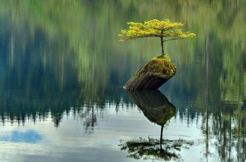 Bonsai Tree -- Bush on a Log in the Middle of the Lake