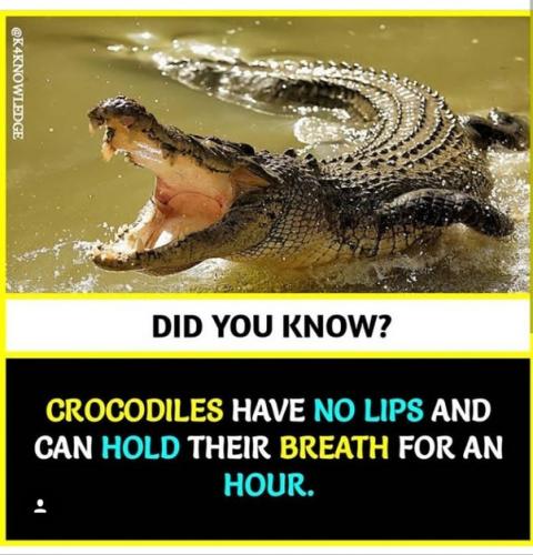 Did You Know, Crocodiles -- No Lips, 1 hour hold Breath