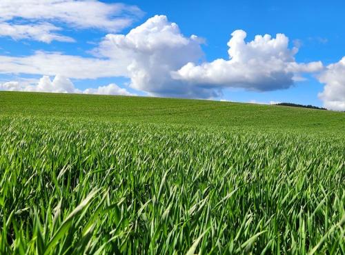 J.Ingram. Winter wheat 4-26-24 Looking forward to GoldenHarvest on the Palouse.