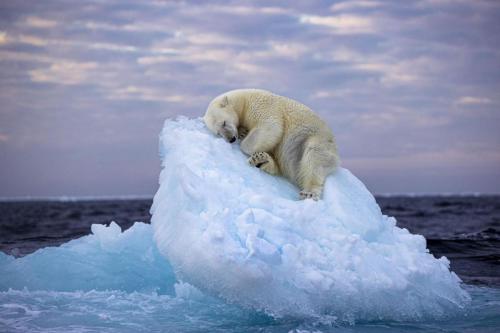 Polar Bear, Norway, Svalbard, archipelago, iceberg -- Bed