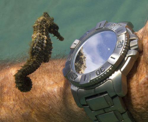 Sea Horse, Hand WristWatch