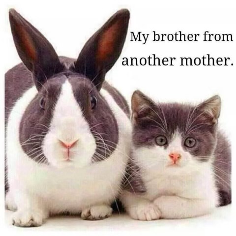 Bunny, Cat -- My Brother from Another Mother