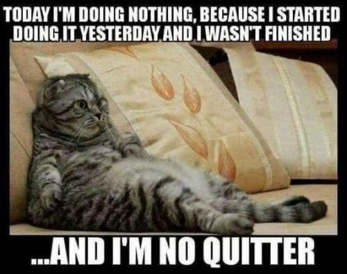 Cat -- Doing Nothing, I'm No Quitter, Started Yesterday not finished