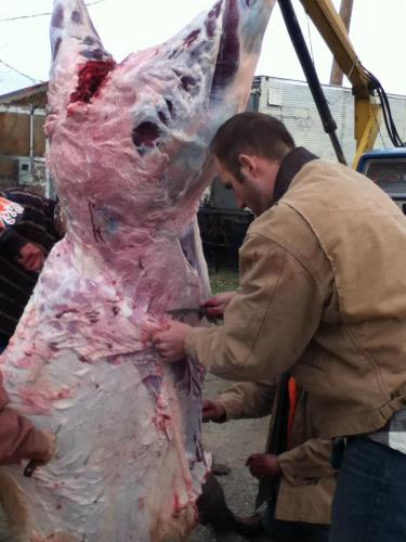 Family affair. 3 elk to skin.