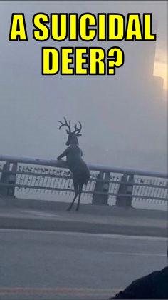asd2
