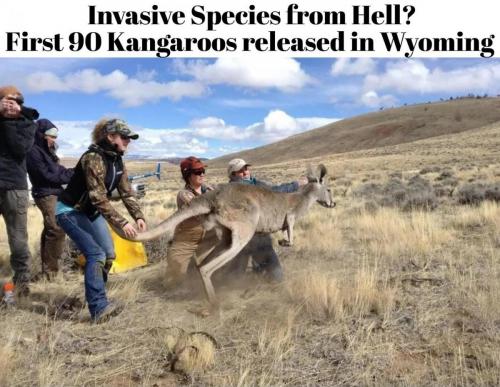Invasive species from hell Kangaroos released in Wyoming