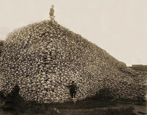 Two men standing with a pile of buffalo skulls. Michigan, USA. 1892. So many dead buffaloes