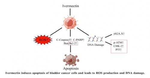 Ivermectin anti-cancer results