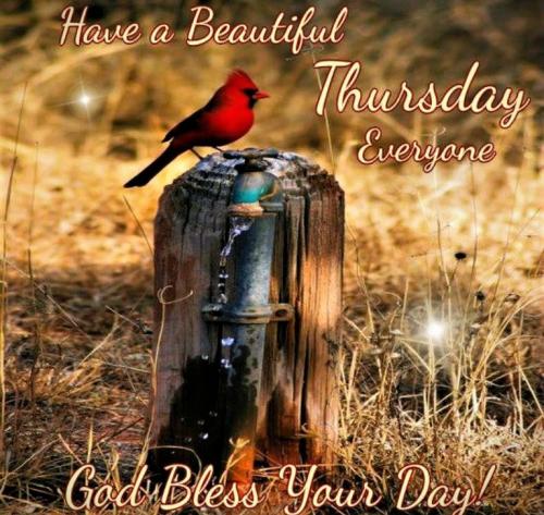 041124 - Beautiful Thursday Cardinal
