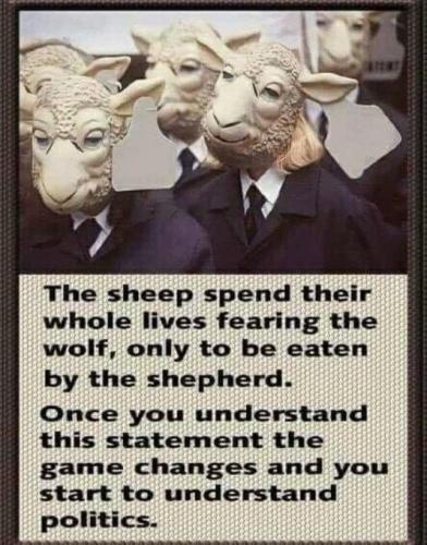 Sheep