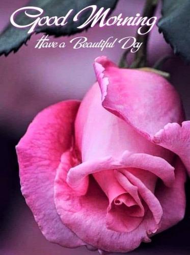 042524 - GM Pink Rose