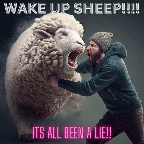 USA Wake Up Sheep