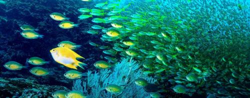 phi-phi-island-best-diving