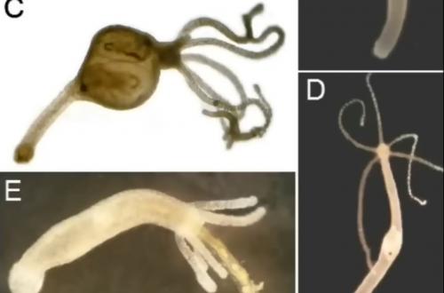 Hydras_from_Vaccines