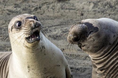 Nature, Funny, Seals -- 'WTF' Arguement, George Cathcart {Comedy Wildlife Photography Awards (2023)}