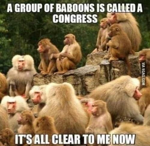 XG group of baboons