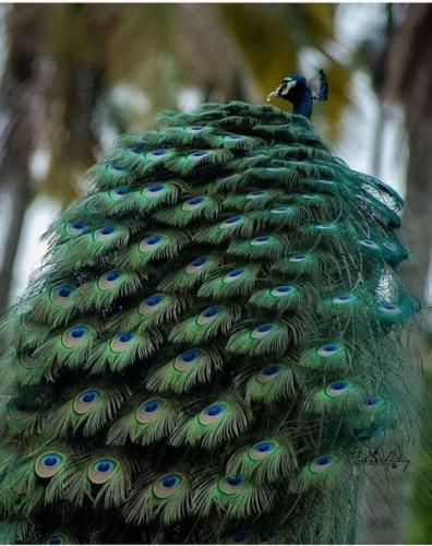 Peacock -- Beautiful
