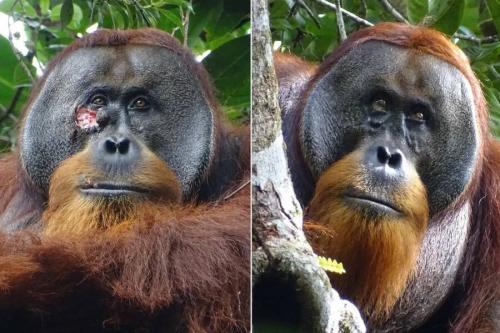 orangutan-medicine