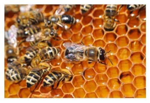 honey