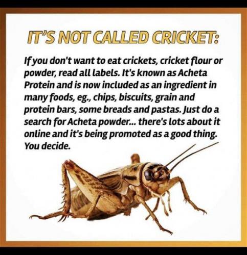 not cricket