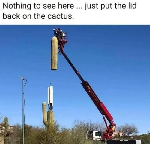cactus