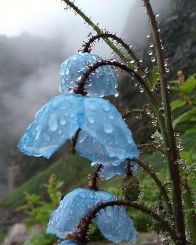 Flowers -- Beautiful Blue Poppies In The Rain