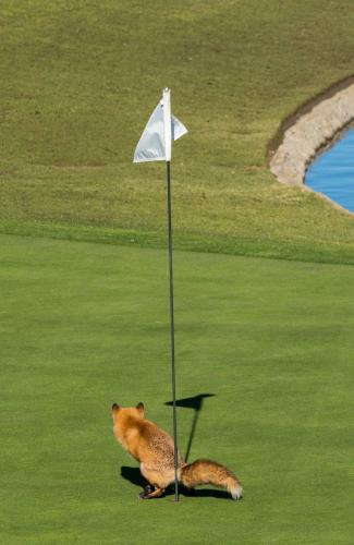 Nature, Funny, Fox, Bathroom, Restroom -- Hole-in-One 'Shit', Douglas Croft {Comedy Wildlife Photography Awards (2023)}