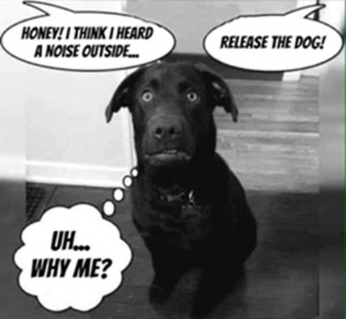 Noise Outside, Release the Dog -- Why me